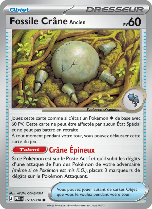 Fossile Crâne Ancien #073