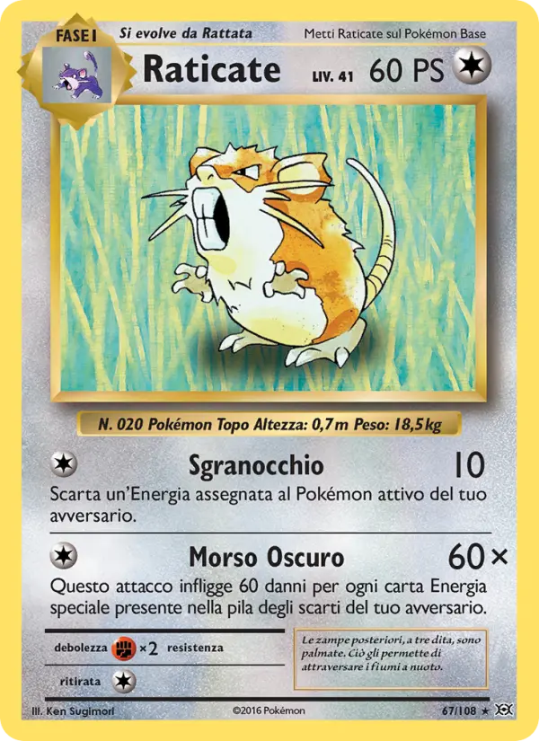 Raticate #67